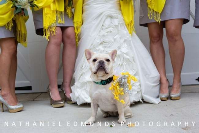 Dog incorporated into wedding festivities