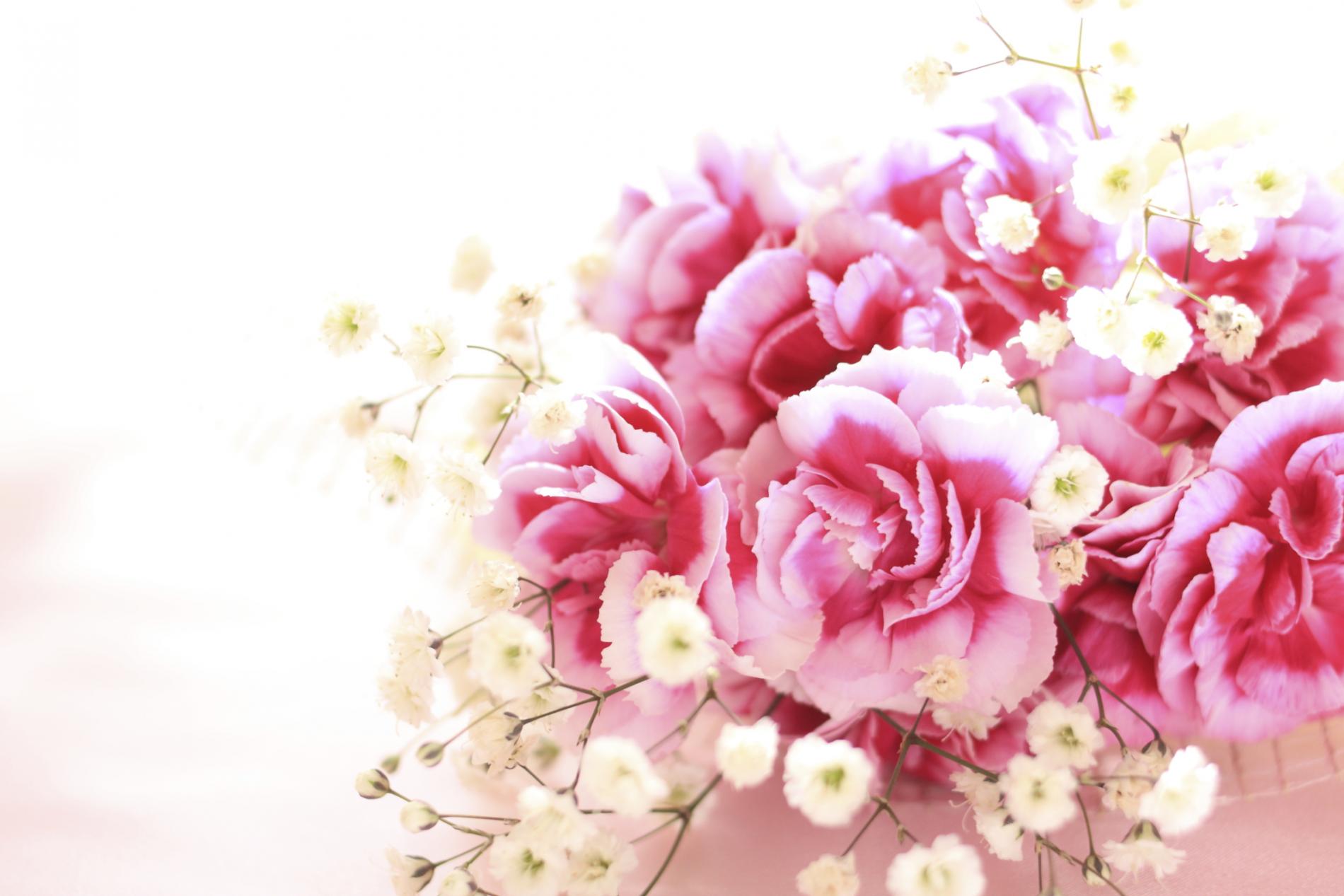 Carnations