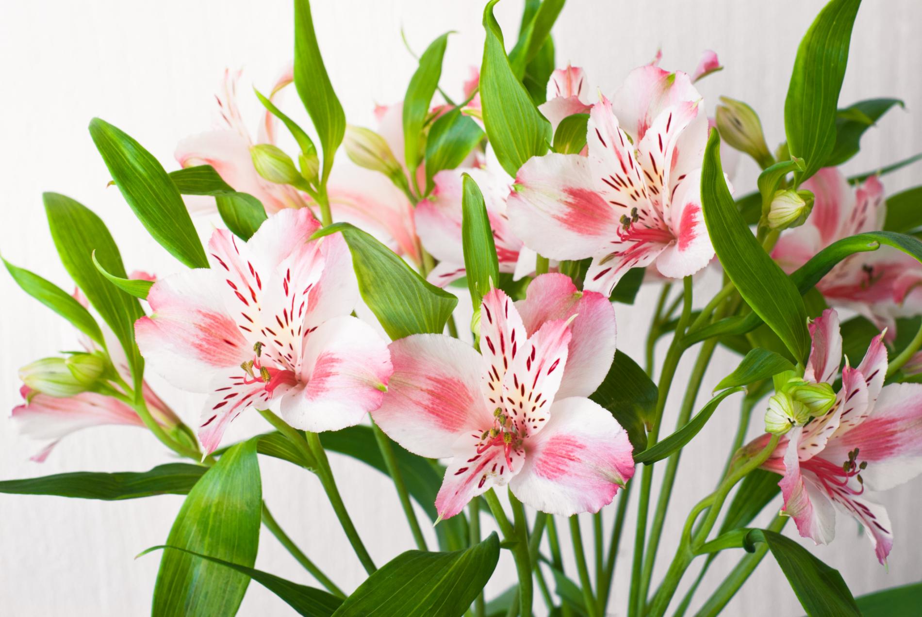 Lillies
