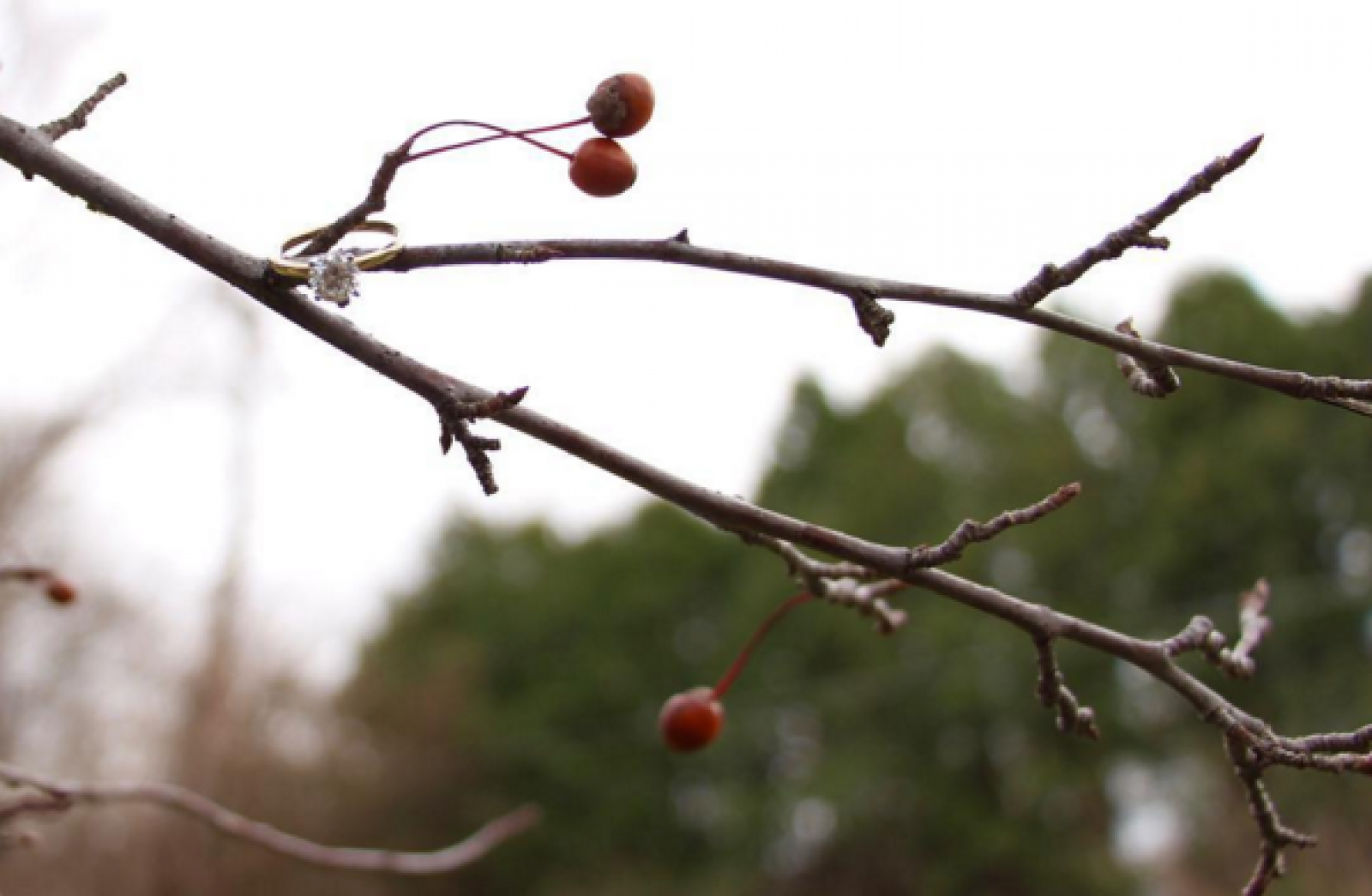 ring on branch