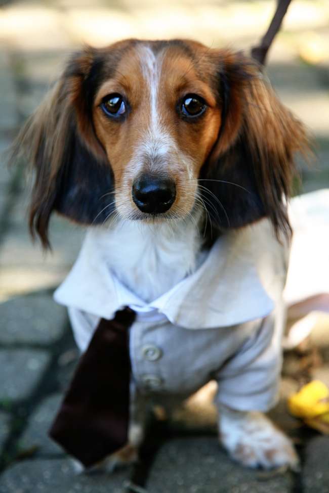 Dog Ring Bearer in Suit