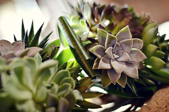 Succulent Bouquet